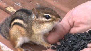 preview picture of video 'Dieppe Chipmunk'