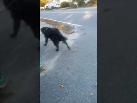 I walked my friends Dog