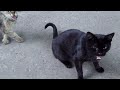 Cats Hissing At Me Sometimes