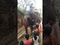 Bishnu