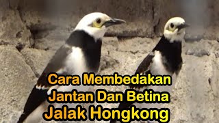 Download lagu CIRI CIRI BURUNG JALAK HONGKONG JANTAN  MAUPUN BETINA -@SukamdiChannel mp3