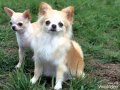 Skinny Chihuahua Puppies 