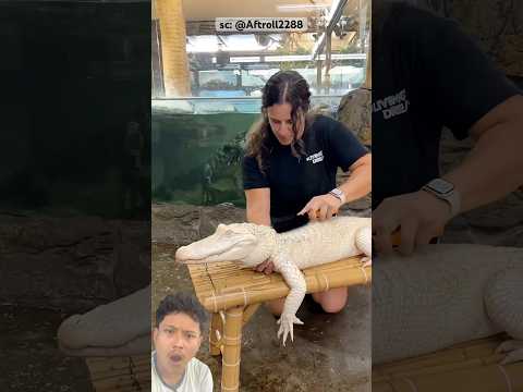 incredible animal transformation 😱‼️