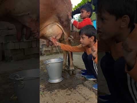 choti choti gaiya ggf hy cgf #anaya #cow #radheradhe