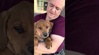 Video preview image #1 Labrador Retriever Puppy For Sale in Pasadena, CA, USA