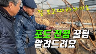 늦기전에 포도전정하세요! 꿀팁알려드립니다!!