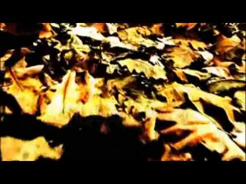 Agrimonia - Leaves Fall Rotten