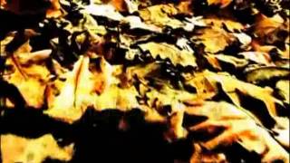 Agrimonia - Leaves Fall Rotten