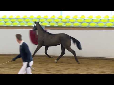 Freilaufwettbewerb Abt. Springen - Kat.Nr. 8 Wallach von Bellini Royal/Pontifex