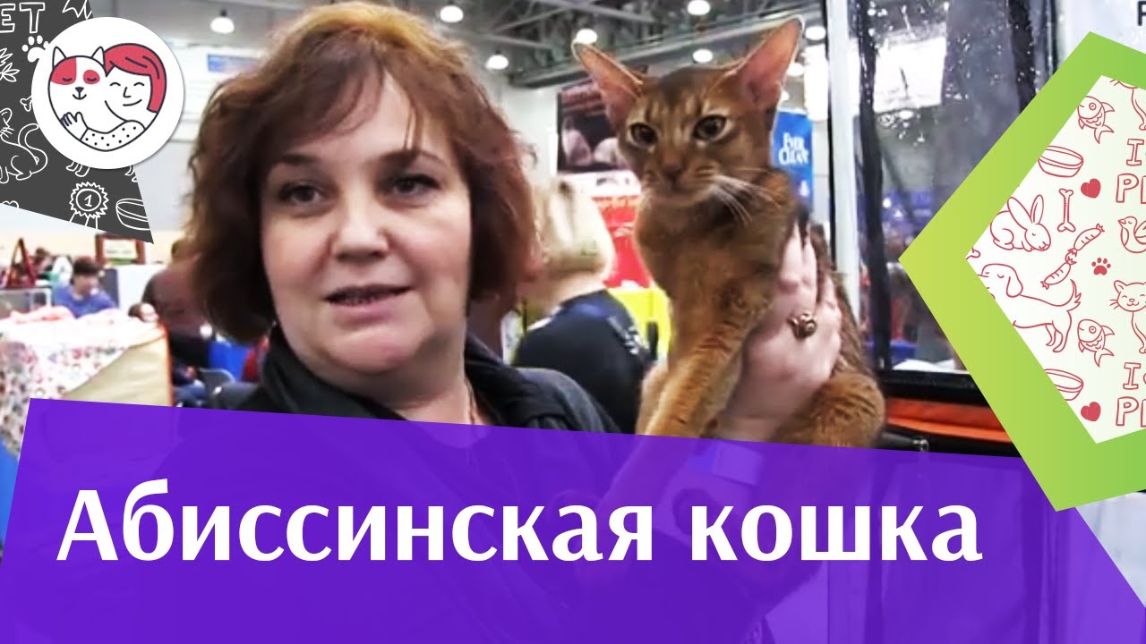 Абиссинская кошка Характер на Кэтсбург 17 ilikepet