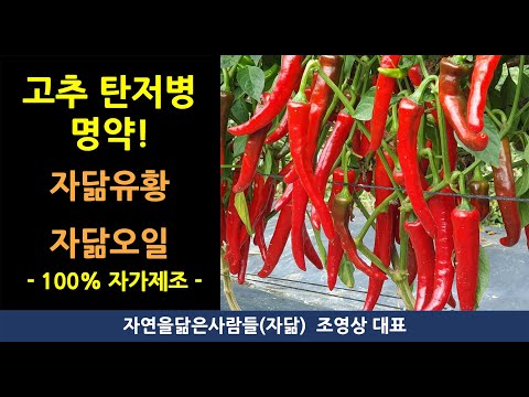 chili galandféreg