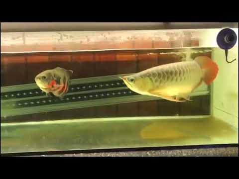oscar vs arowana