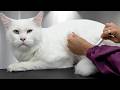 This Maine Coon Cat Mauled The Cameraman And I Really Wish I Was Kidding