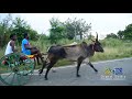 பெரியமாடு மேல தட்டபாறை தூத்துக்குடி 