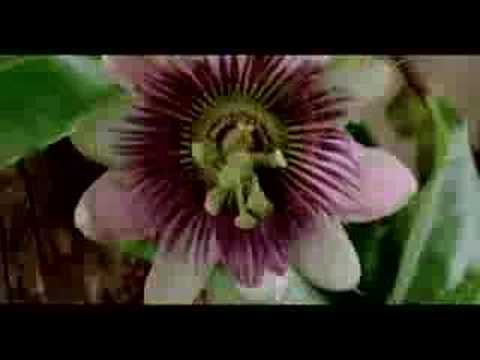 WNF - Laat de Amazone leven!