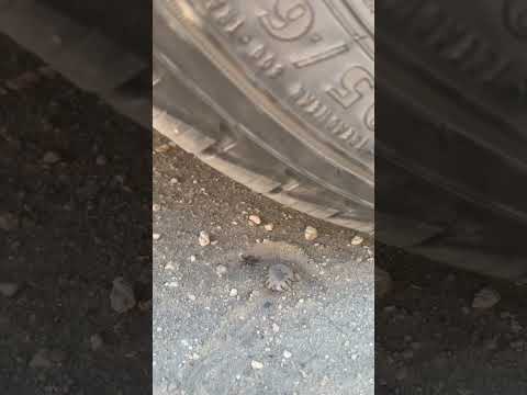 Crushing the World’s Biggest Tick with a Car #shorts