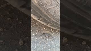 Download lagu Crushing the World’s Biggest Tick with a Car #shorts mp3 Download lagu Crushing the World’s Biggest Tick with a Car #shorts mp3