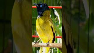 Download lagu kutilang sutra #burungmerdu #burung #burungberkicau #kicaumania #burungsuaramerdu mp3