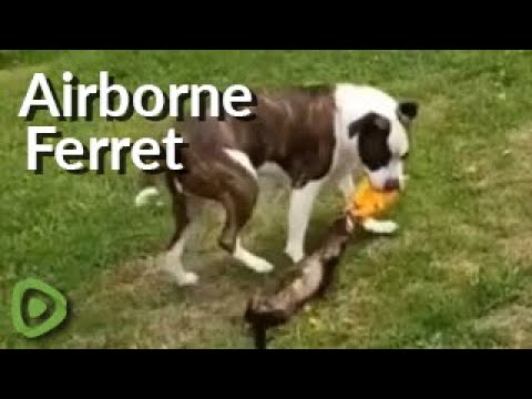 Base64 decode online