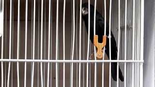 Bicudo BIRAO (Baoneto X Rapa) 