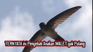 Download lagu 4 CARA agar Anakan Burung Walet kembali kerumah walet tempatnya Menetas ‼️ mp3