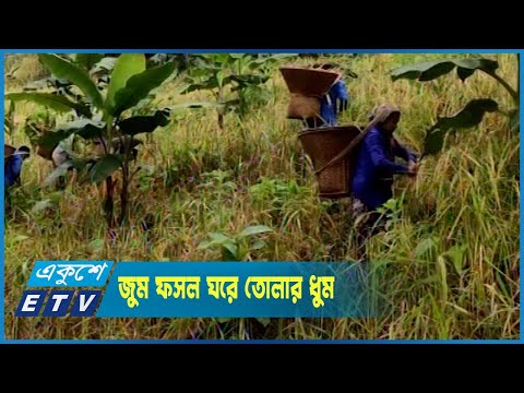 জুম ফসল ঘরে তোলার ধুম পড়েছে বান্দরবানের পাহাড়ে