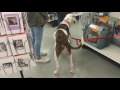 Georgia At Pet Food Express 2 This Beautiful Girl Is Up For Adoption