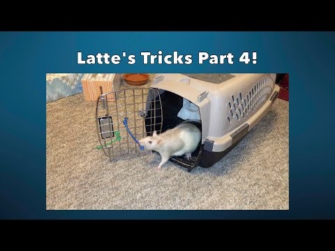Latte's Awesome Rat Tricks - Part 4!