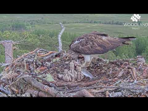 The two smaller Loch Arkaig Osprey chicks have a tug of war over a piece of fish one! 1 Jun 2025