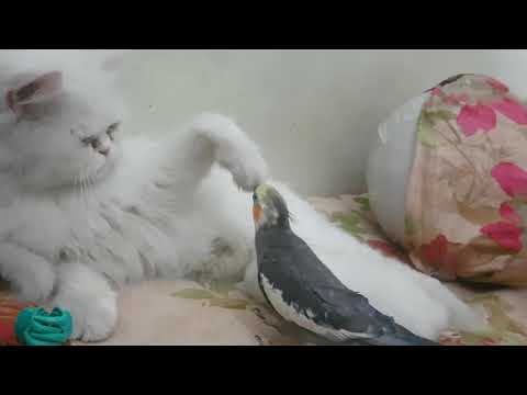 cat and cokkoo  lovely fight