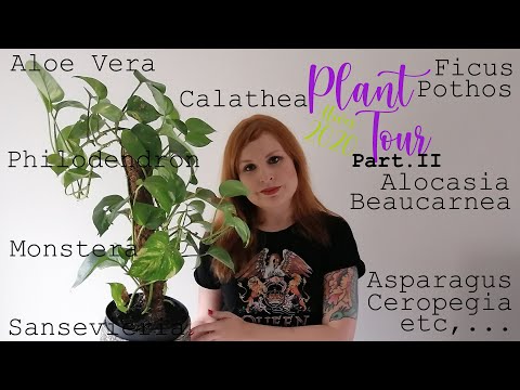 🌱 PLANT TOUR HIVER 2020 🌱 - PART2
