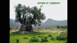 U2 - Cedars of Lebanon