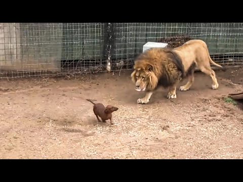 Lion missed his dachshund friend so much he stopped eating - then something amazing happened