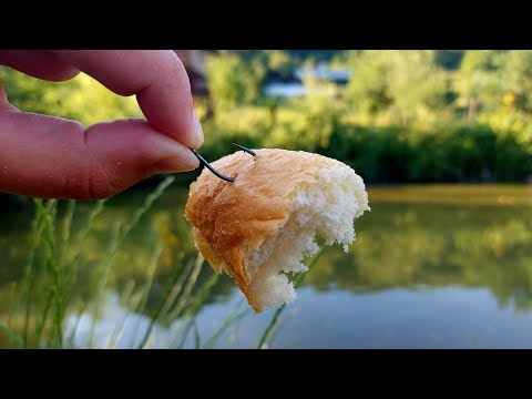 Pescuit cu PÂINE la Suprafață in Balta din Grădină cu Crapi Superbi 🎣