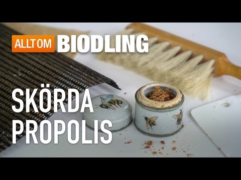 Skörda propolis - Biodling