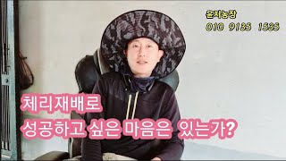 체리재배~공부좀 하면서 제대로 합시다요^^