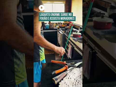 Lagarto enorme é flagrado preso dentro do fogão no Rio Grande do Sul! 😮🦎