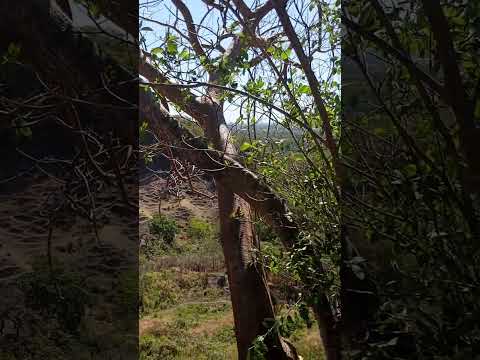 Aquí estamos en San Juan Talpa departamento de La Paz 