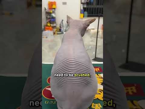 Do You Still Have To Brush A Sphynx? 🧐