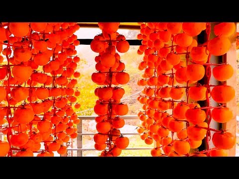 Original Asia Agriculture Fruit Harvesting and processing compilation - Asian Dried Persimmon