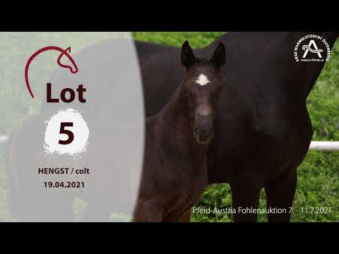 Lot5 BUFFON - 1. österreichische online Fohlenauktion