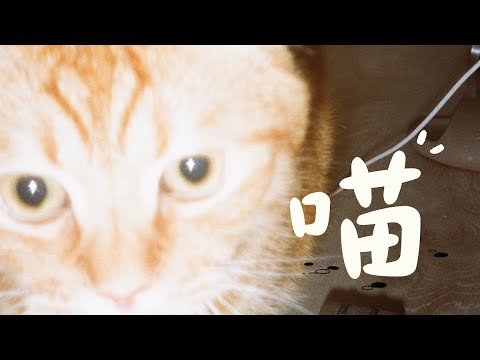 黃淑蔓 Feanna Wong - 喵！ MEOW! (Official Music Video)