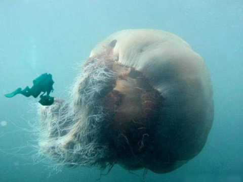 Elena Ledda - Anninnia