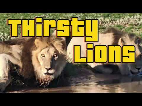 Thirsty Kalahari Lions - after the rains - enjoying the fresh rain water ❤️💖♥️
