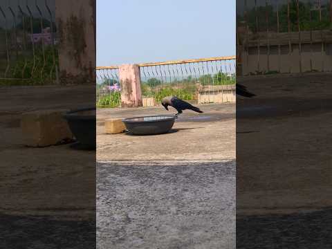 intelligent or stupid  🤷 #shorts