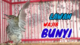 Download lagu Siri siri raja gacor bongkar isian mewah goda emosi lawan || Pancingan dan masteran mp3