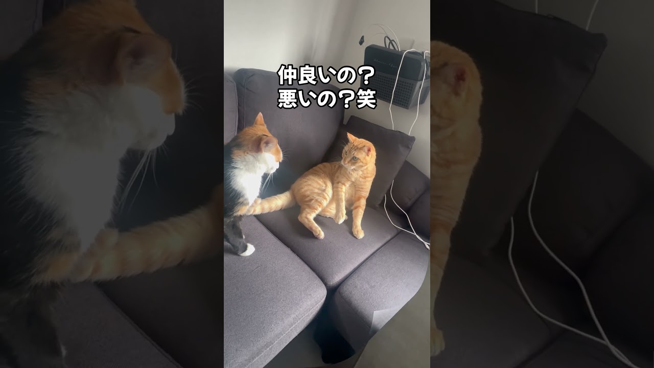 仲良し？猫のやり取りが面白い