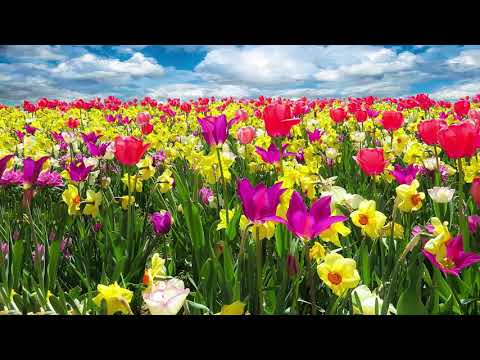 Most Famous Classical- Johann Strauss II – Frühlingsstimmen (Voices of Spring). Waltz Op. 410