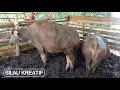 Buffalo Mating Rural 04 04 2021