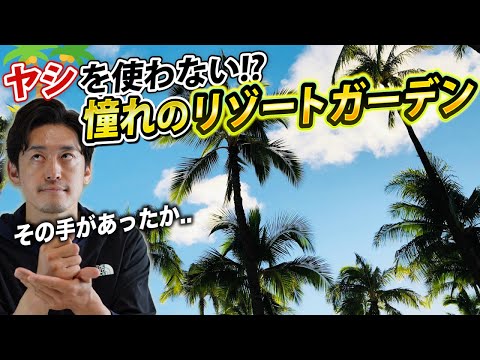 地中海性低木ポット アカシア ディールバタ常緑樹